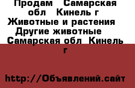 Продам - Самарская обл., Кинель г. Животные и растения » Другие животные   . Самарская обл.,Кинель г.